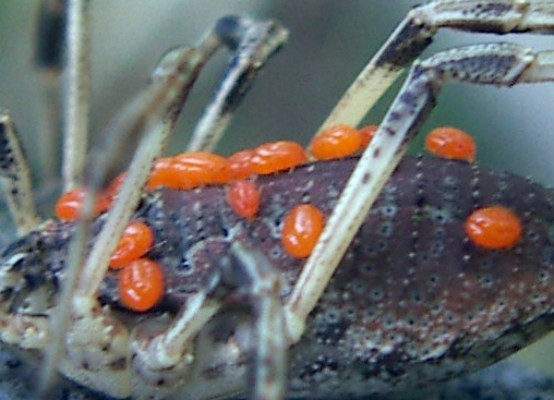 Leptus sp. (Erythraeidae) - (Zaragoza, Spagna)